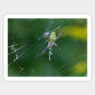 A Spider Weaves Its Web Sticker